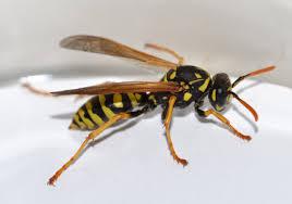 WASP