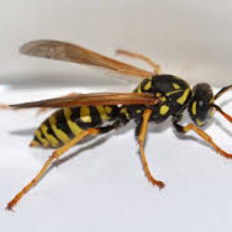 WASP